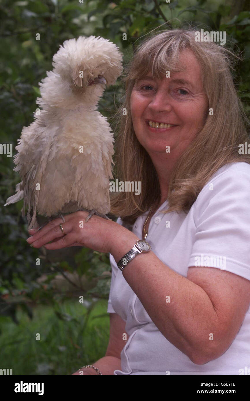 Miss Millie, a four-year-old rare Frizzled Polish hen, which crows at dawn and struts around the farmyard like a proud male, with owner Judy Cook. This was after her mate and all the other females in the yard were killed by a fox. * Her owner Judy Cook, from Winscombe, near Weston-super-Mare, Somerset, said she took on the cockerel characteristics after her mate and all the other females in the yard were killed by a fox. Stock Photo