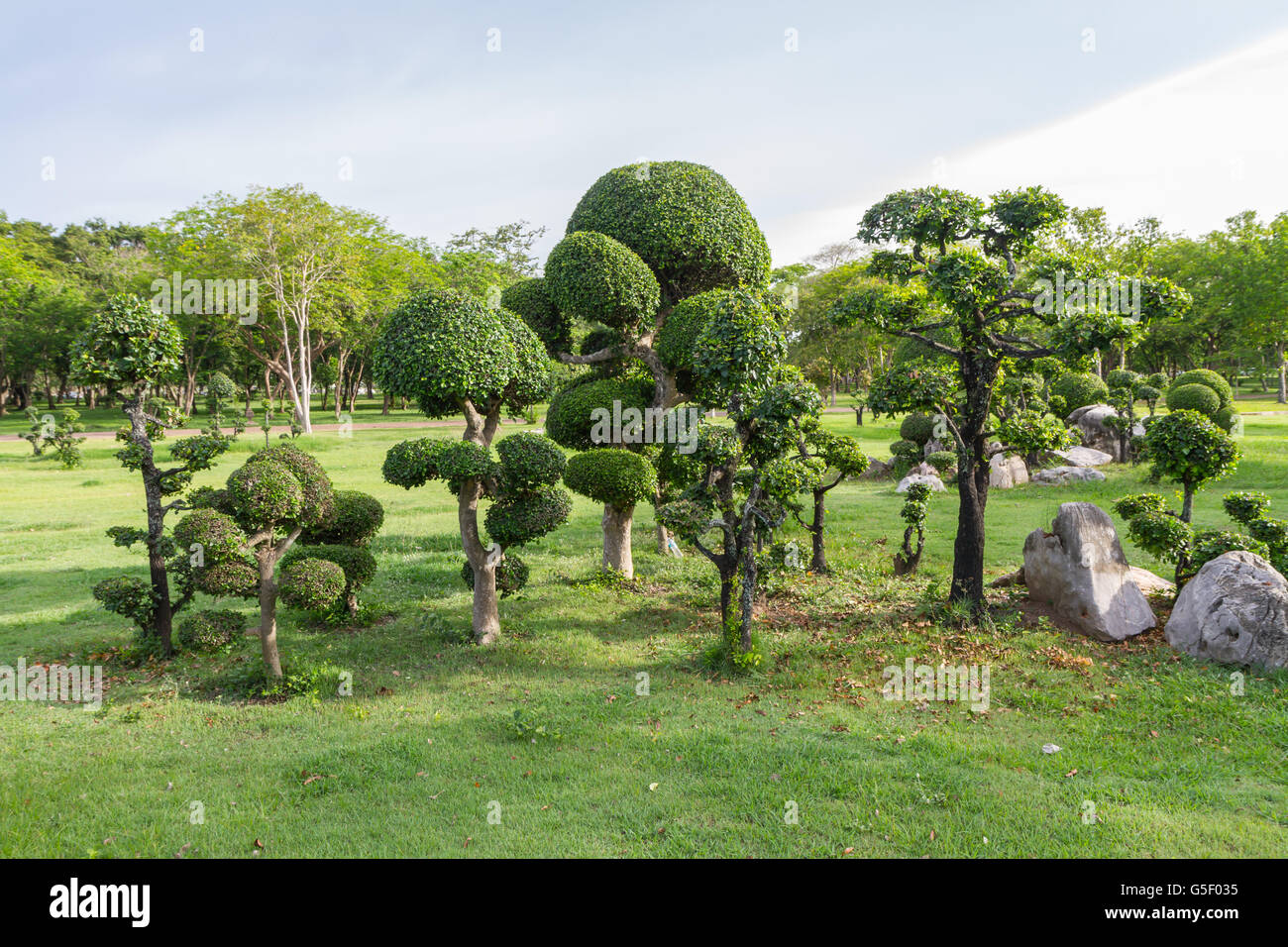 Fresh Ficus Microcarpa in the park Stock Photo