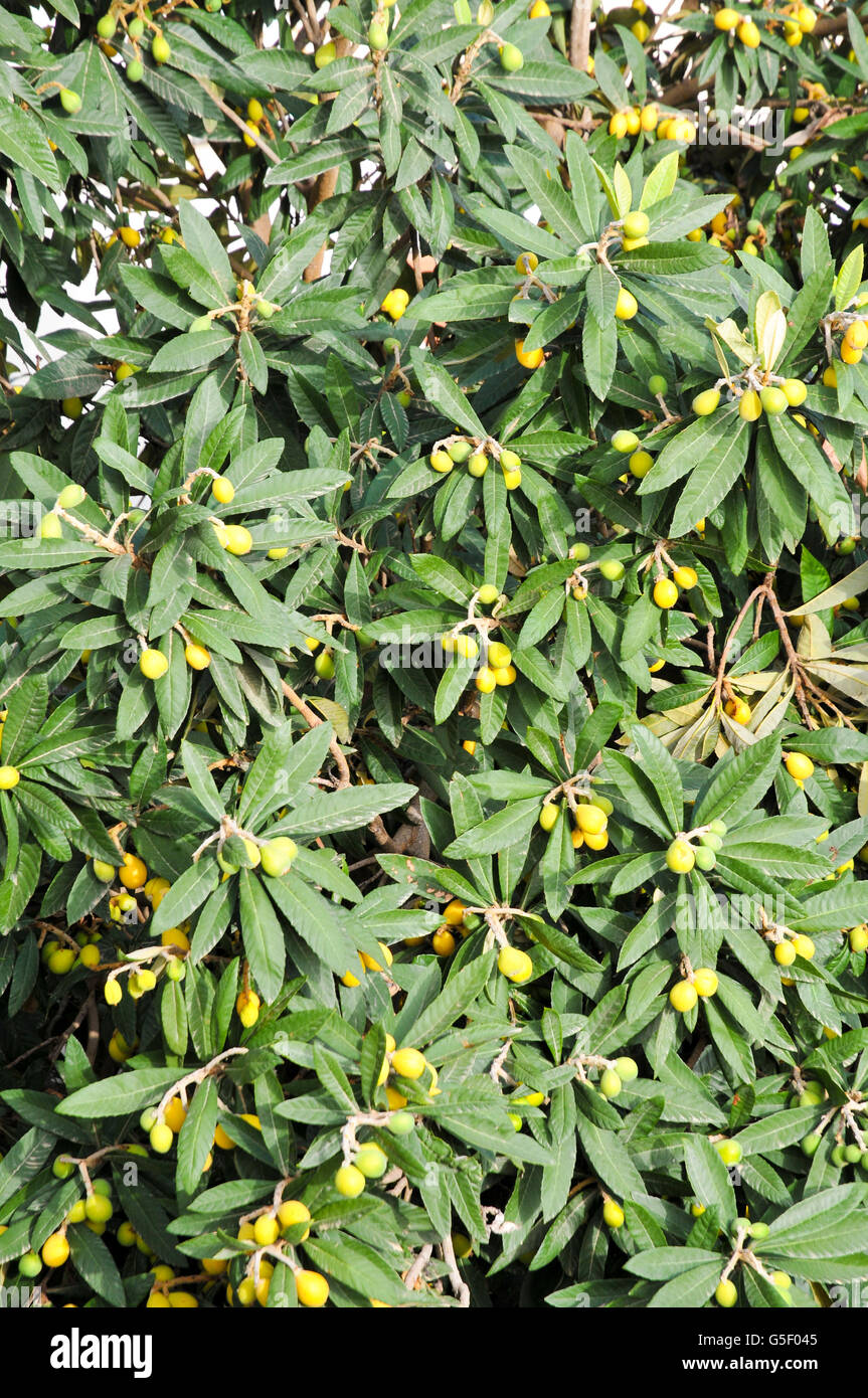 Loquat tree (Eriobotrya japonica) with fruit, Photographed in Israel in spring April Stock Photo