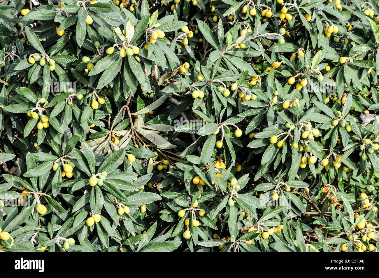 Loquat tree (Eriobotrya japonica) with fruit, Photographed in Israel in spring April Stock Photo
