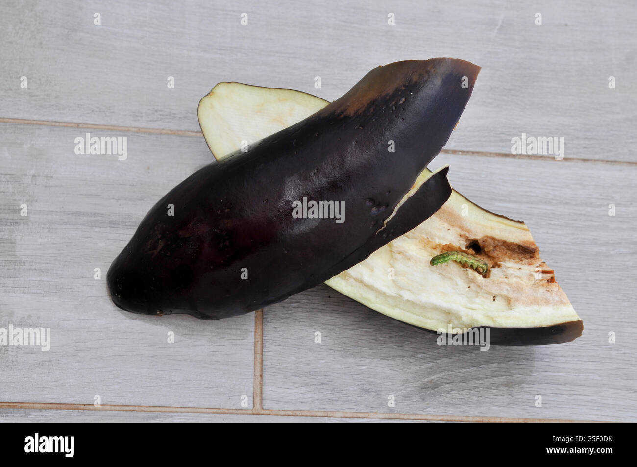 A caterpillar inside an eggplant Stock Photo Alamy