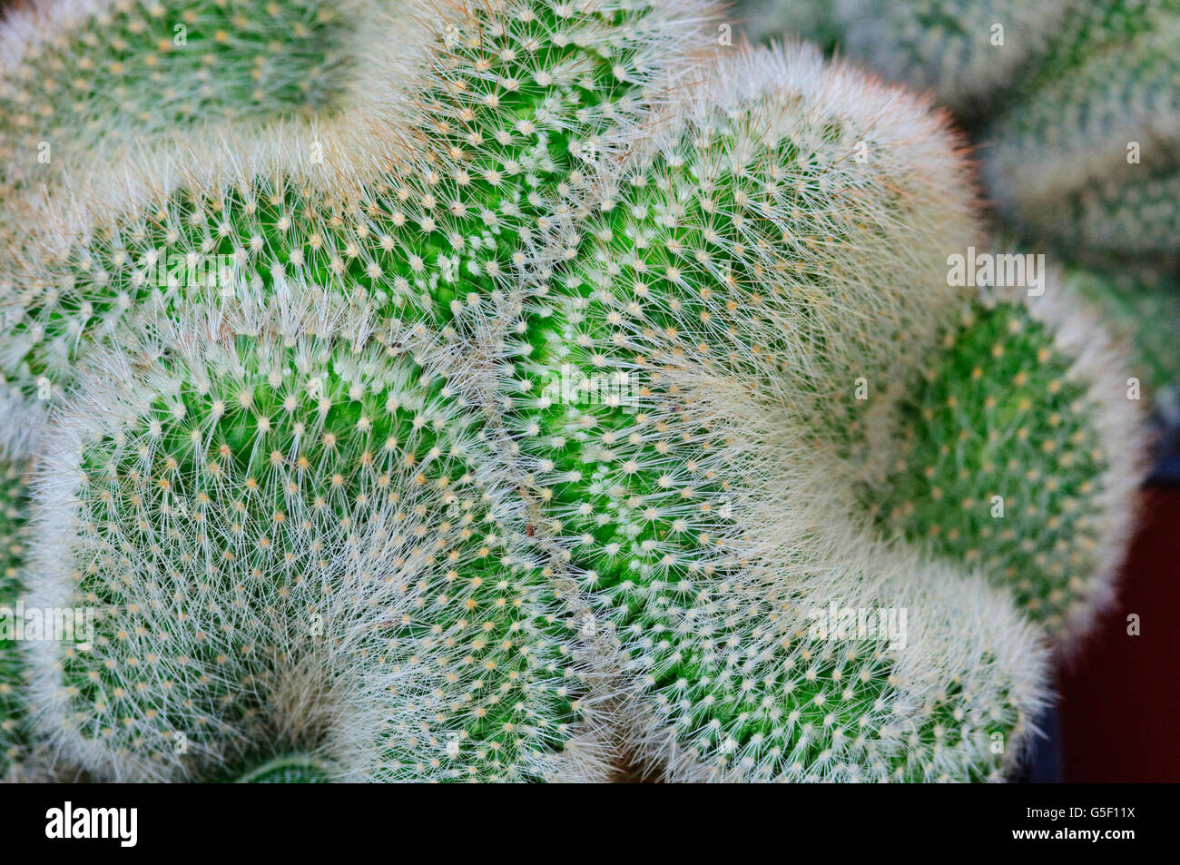 Cristata Cactus, Mammillaria Spinosissima Stock Photo