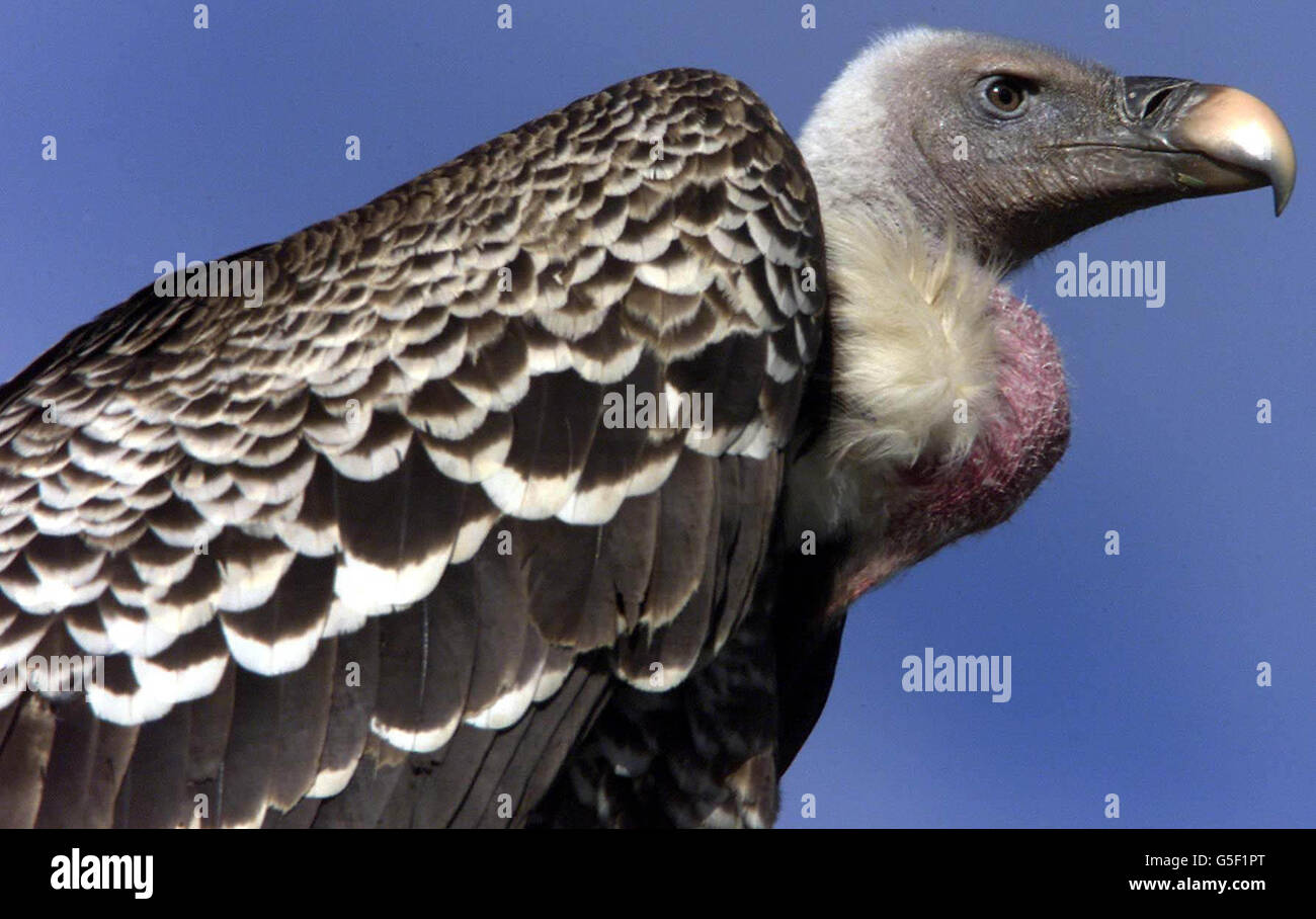 Foster the vulture on a house in Reydon, Suffolk. The three year old