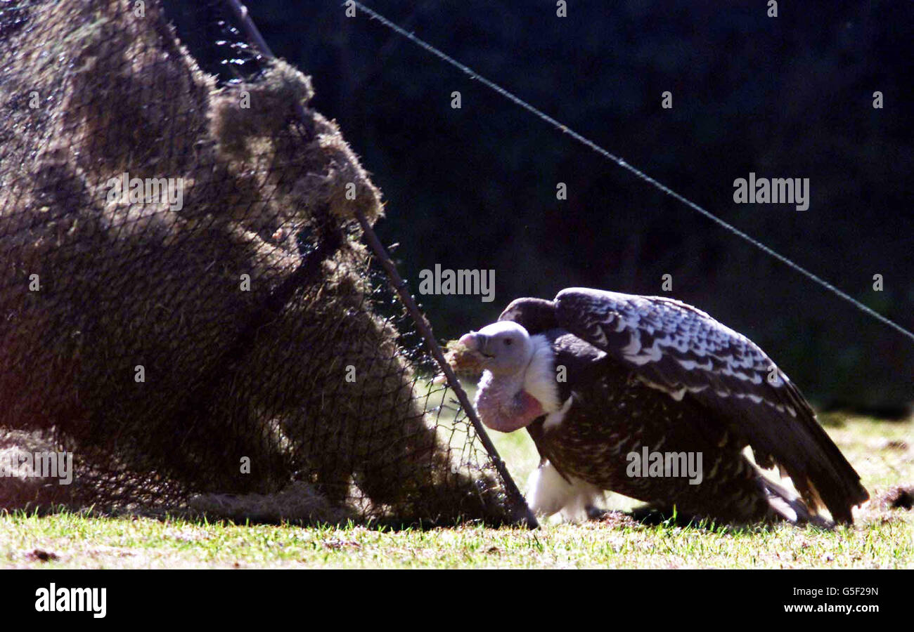 Foster the vulture is almost caught in a bow trap in Reydon, Suffolk