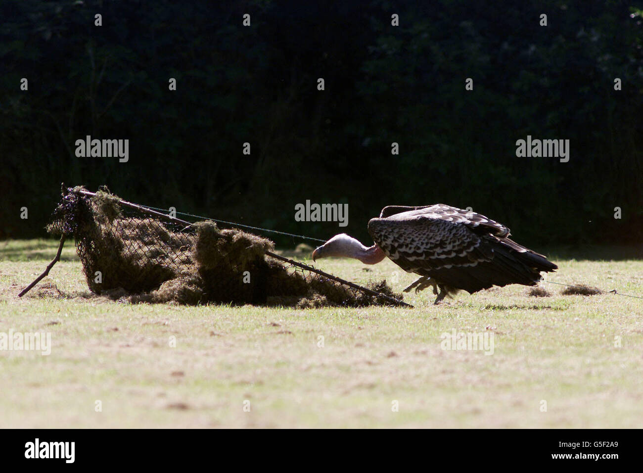 Foster the vulture inspects a bow trap laid for it in Reydon, Suffolk