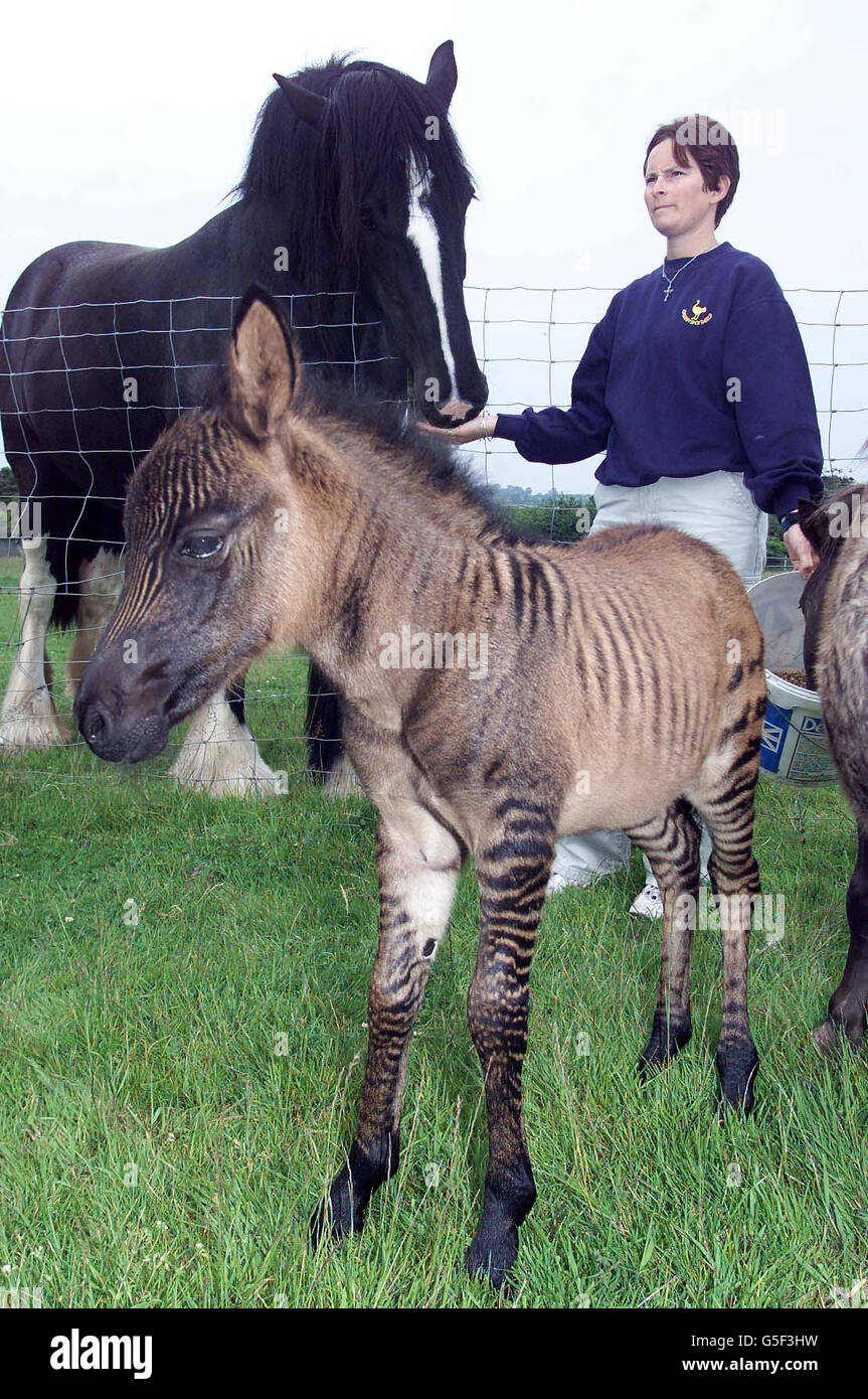 A cross between a zebra and Shetland pony that was born at Ostrich World in  Langwathby, Cumbria 8 days ago. The foal, as yet unnamed, is meeting a  Shire Horse Caroon and