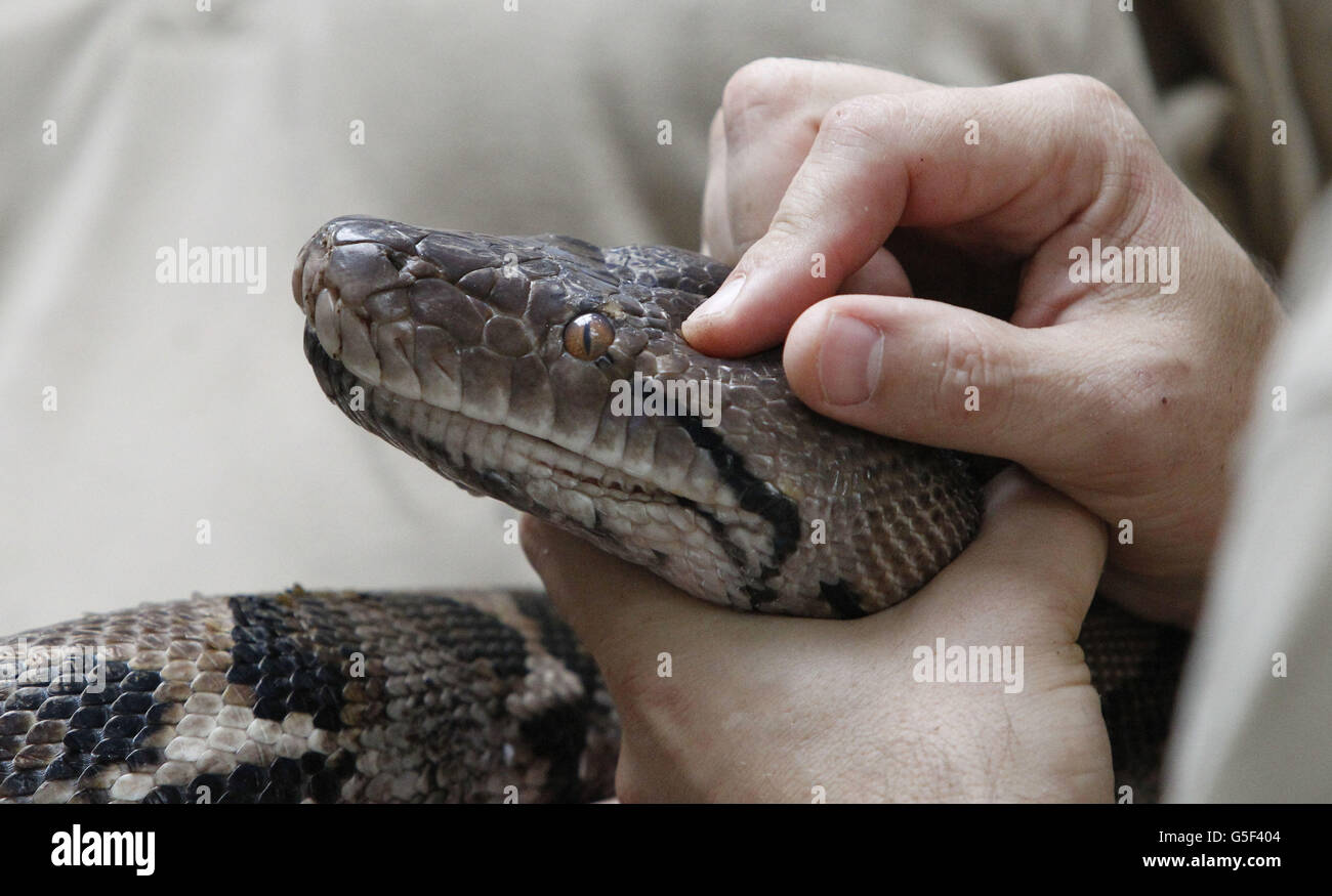 Reticulated pythons health check Stock Photo - Alamy