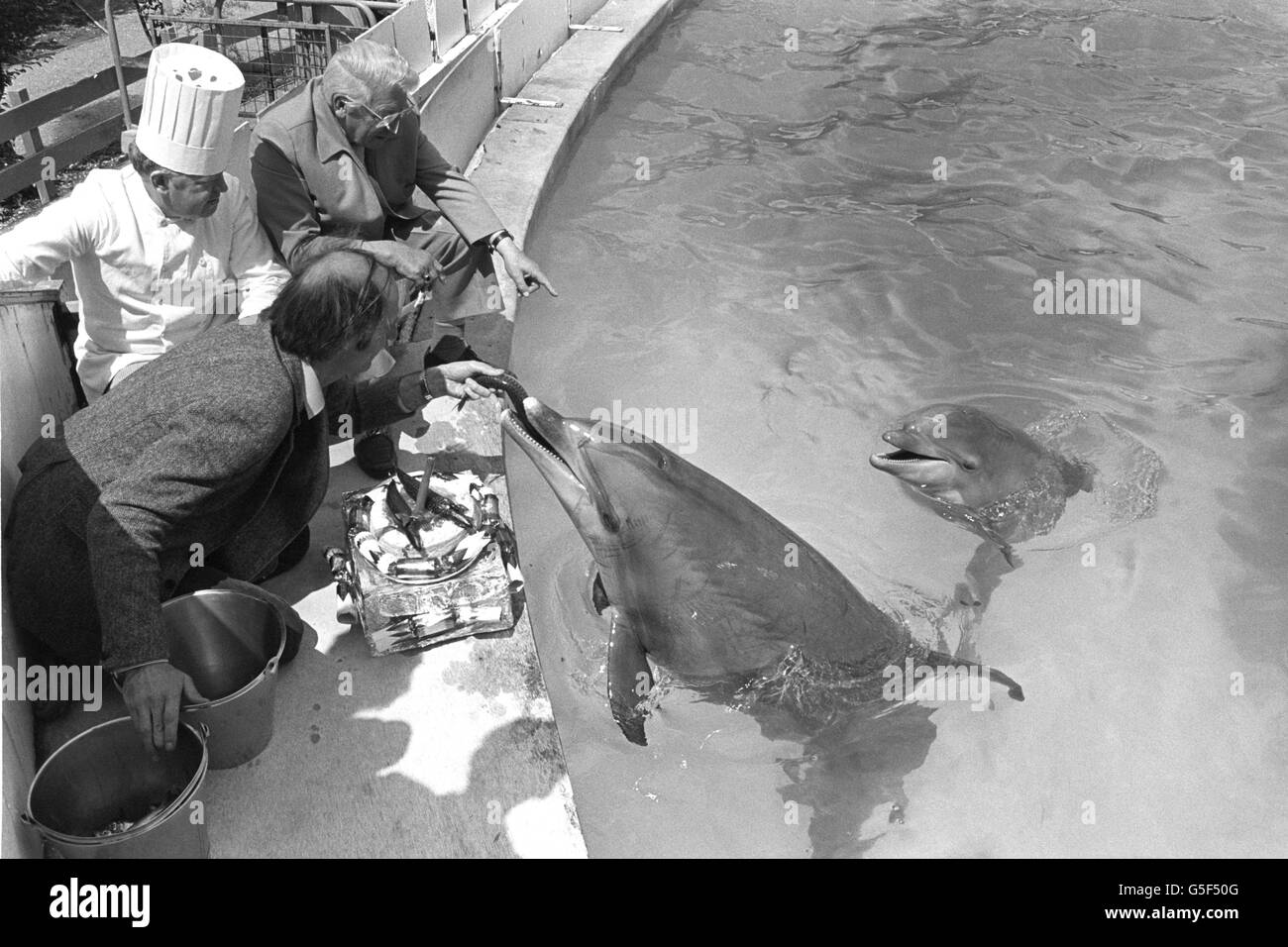 Windsor Safari Park general manager Terry Nutkins feeds fish to dolphin mother Honey, on the occasion of her one year old baby Juno (r) birthday celebrations at the safari park today. Stock Photo