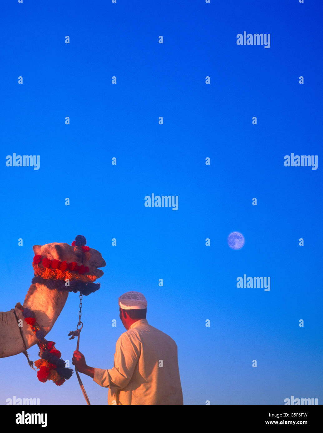 Camel and rider looking at full moon in a deep blue sky, Giza Cairo Egypt Stock Photo