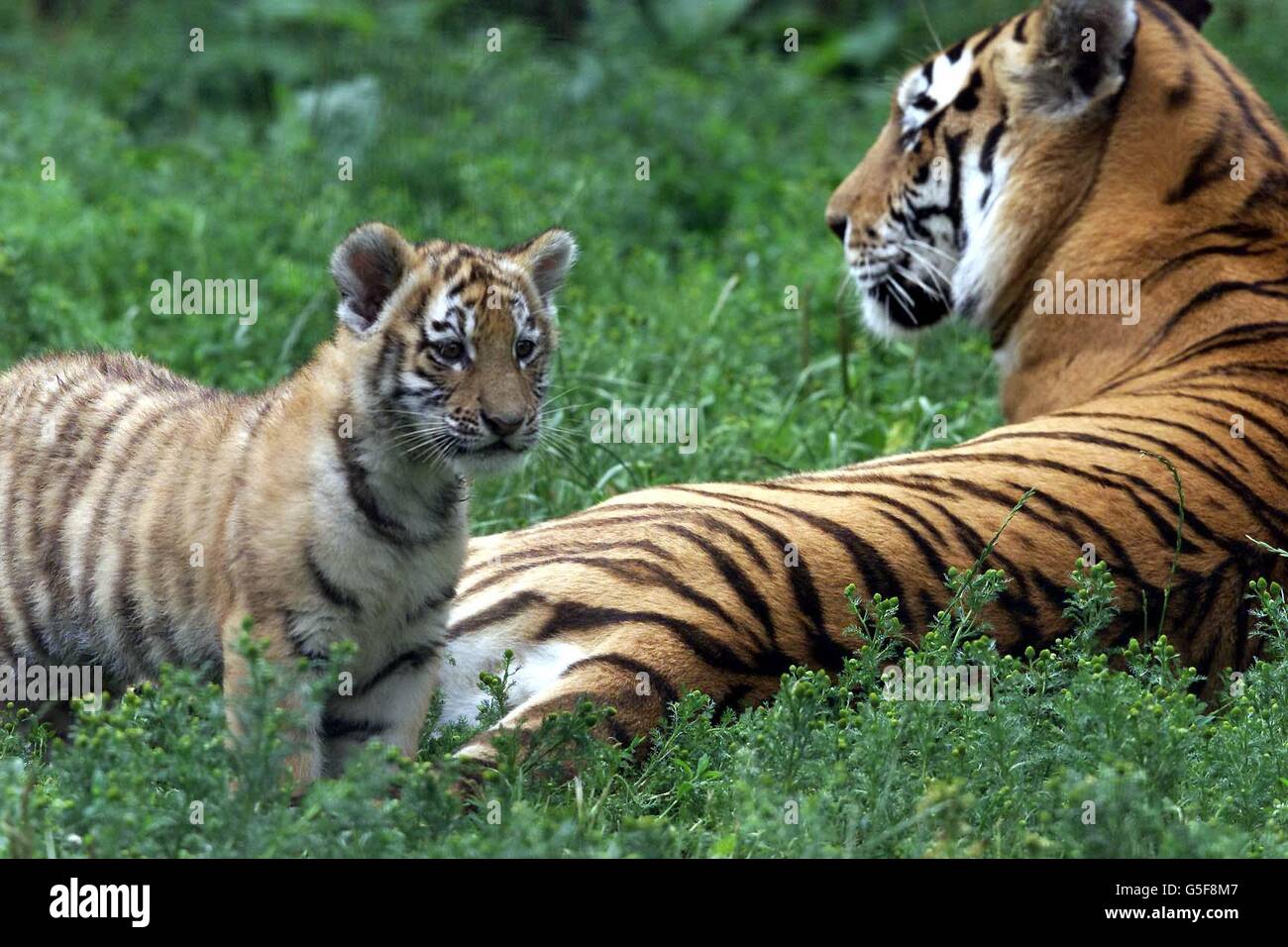 One of the three tiger cubs who are Whipsnade Wild Animal Park