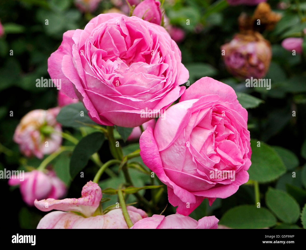 Two large pink rose flowers battered by the English weather with fading flower heads surrounding them. Stock Photo