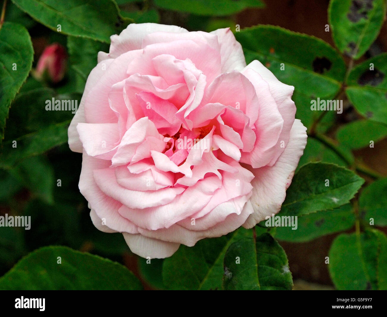 Old Rose 'Kathleen Harrop', a bourbon climber with strong fragrance. Stock Photo