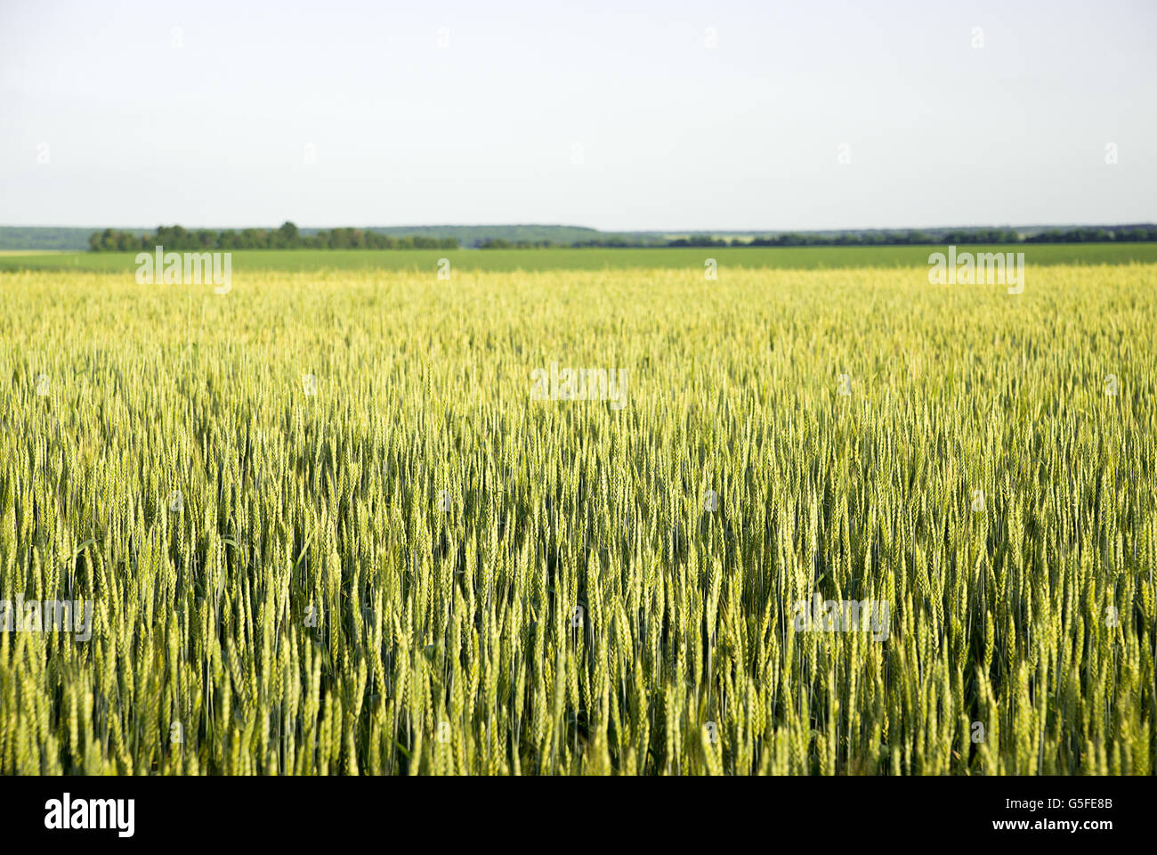 Ears of wheat growing on a farm field Stock Photo - Alamy