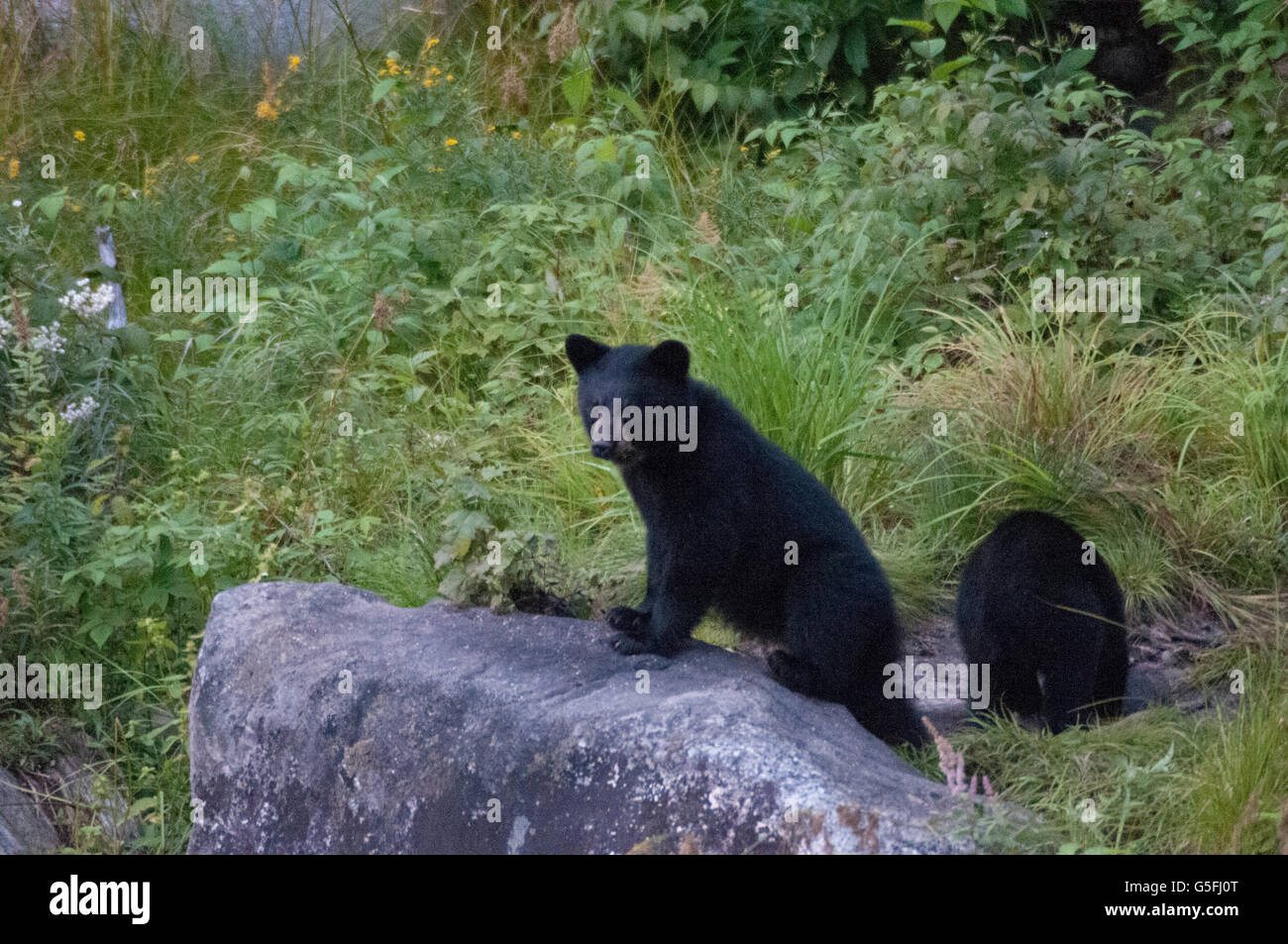 North America, Canada, Quèbec, Duchesnay Ecotourist Resort, Black bear viewing Stock Photo