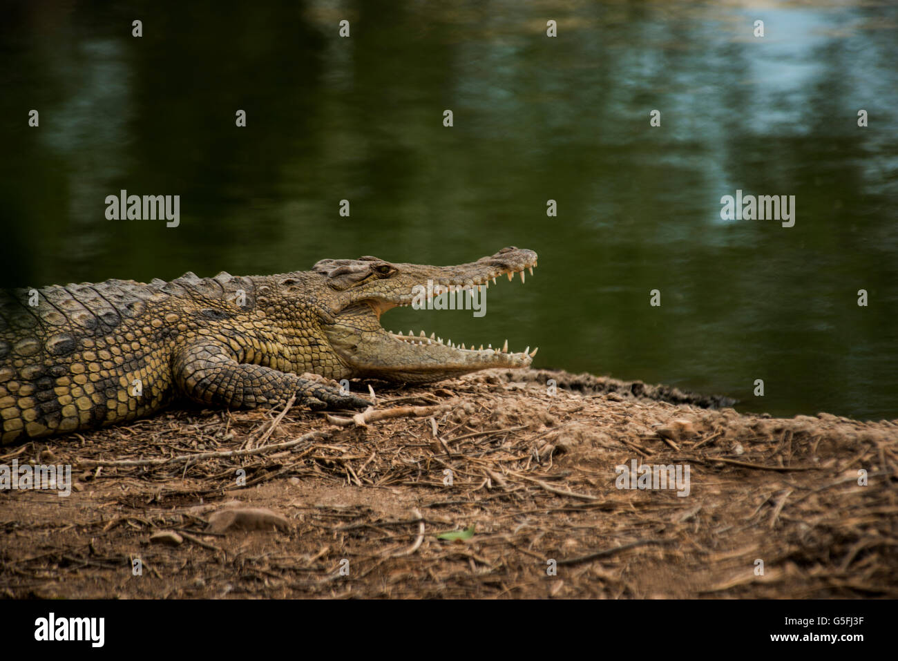 crocodile farm in the Jordan River Valley. Stock Photo