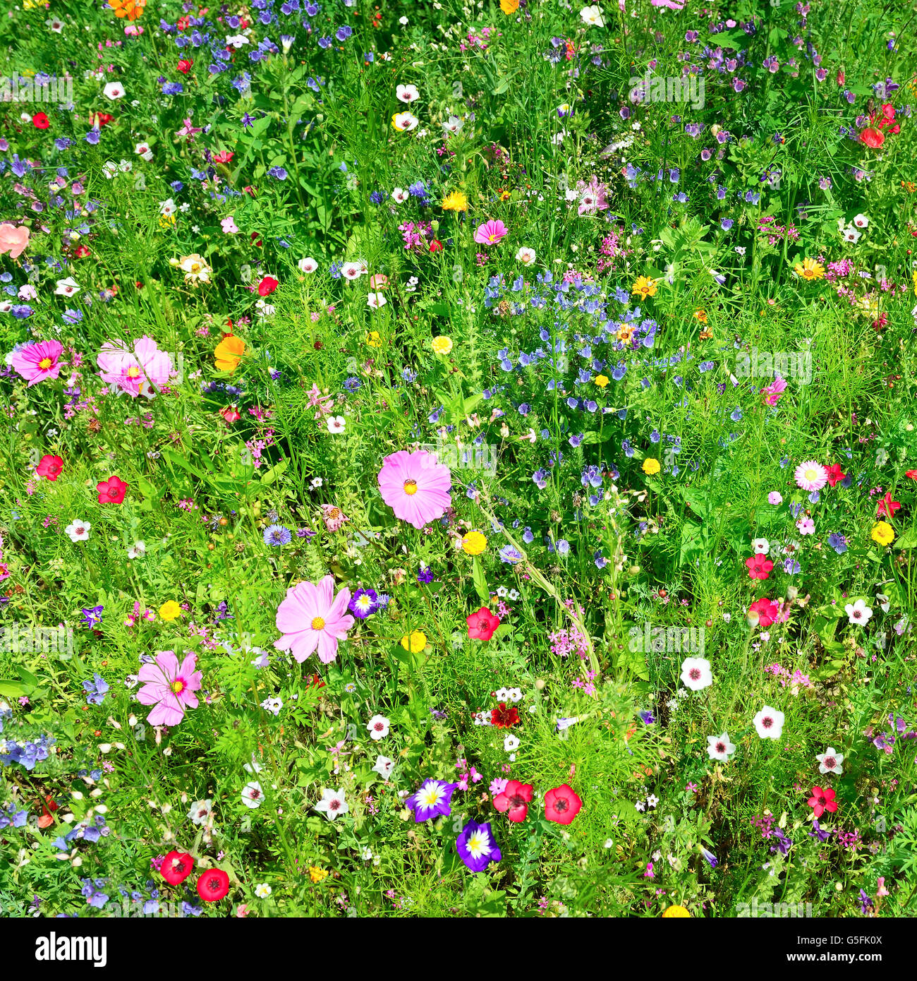 Wild flowers field hi-res stock photography and images - Alamy