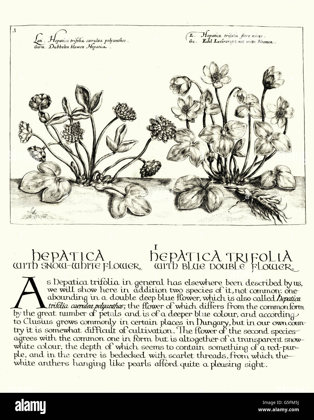 Vintage engraving of Hepatica,  a genus of herbaceous perennials in the buttercup family,  Hortus Floridus, Crispin De Pass, Stock Photo