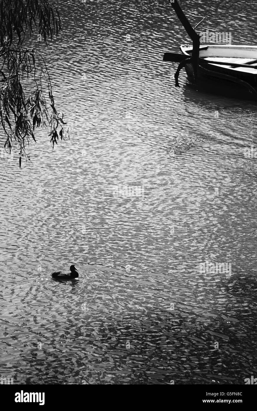 Shadows of duck hi-res stock photography and images - Alamy