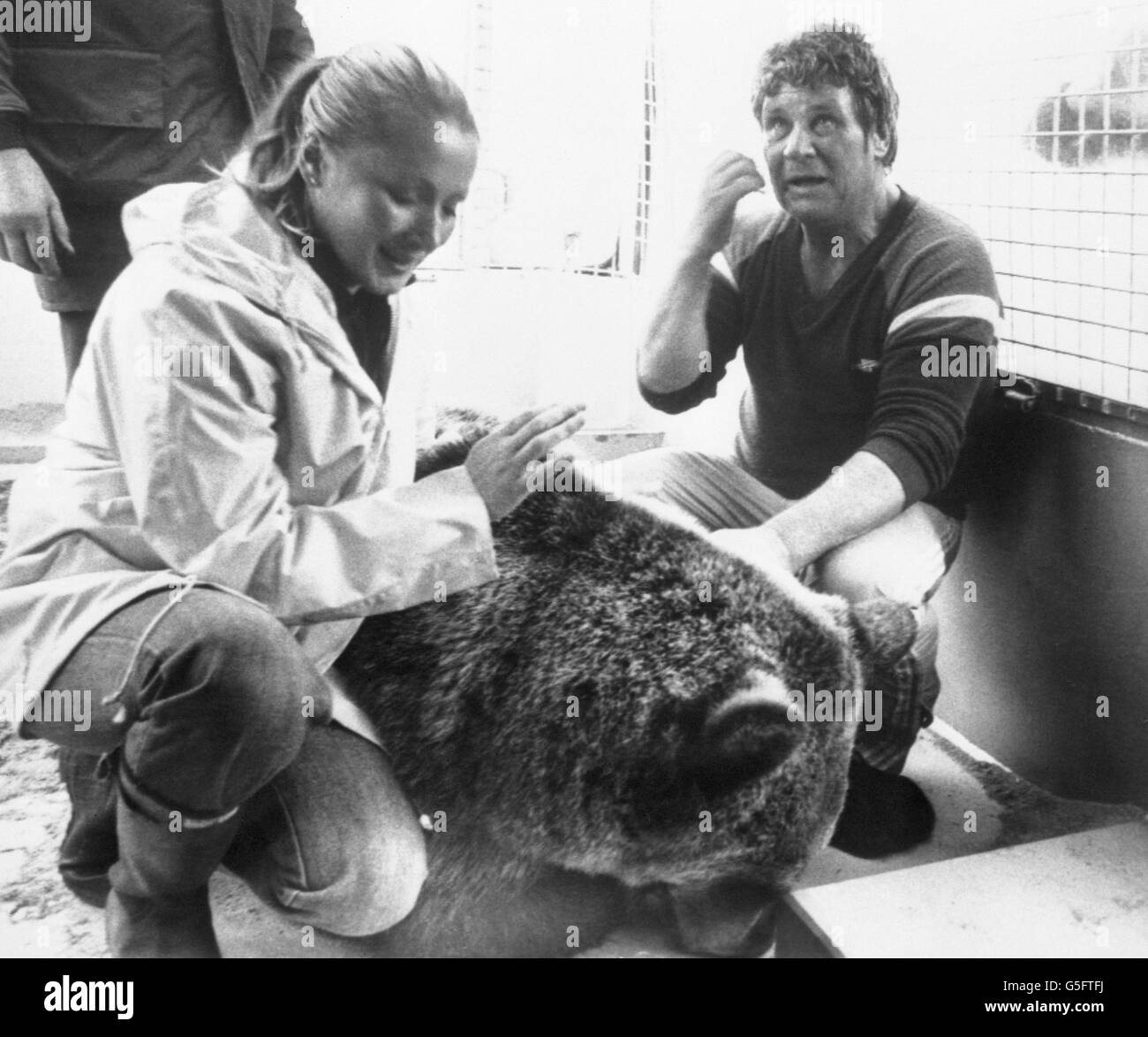 Animals Hercules the Bear North Uist Outer Hebrides Stock Photo