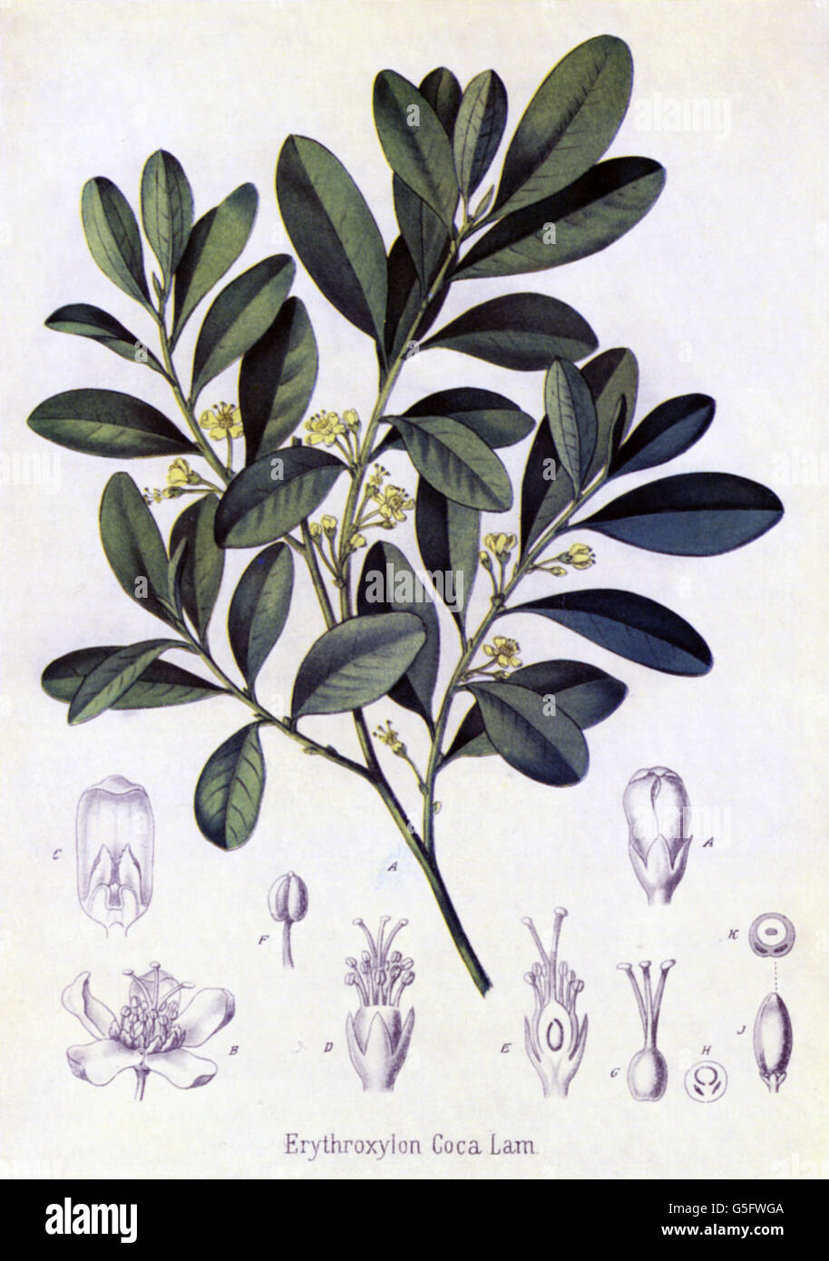 botany, coca bush (Erythroxylum coca), leaves and blossoms, coloured print, "Atlas der Officinellen Pflanzen" by Michael Berg and C. F. Schmidt, 1893, Additional-Rights-Clearences-Not Available Stock Photo