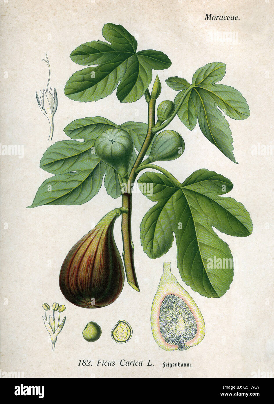 botany, fruits, common fig (Ficus Carica L.), branch, leaves and fruit, coloured engraving, 19th
