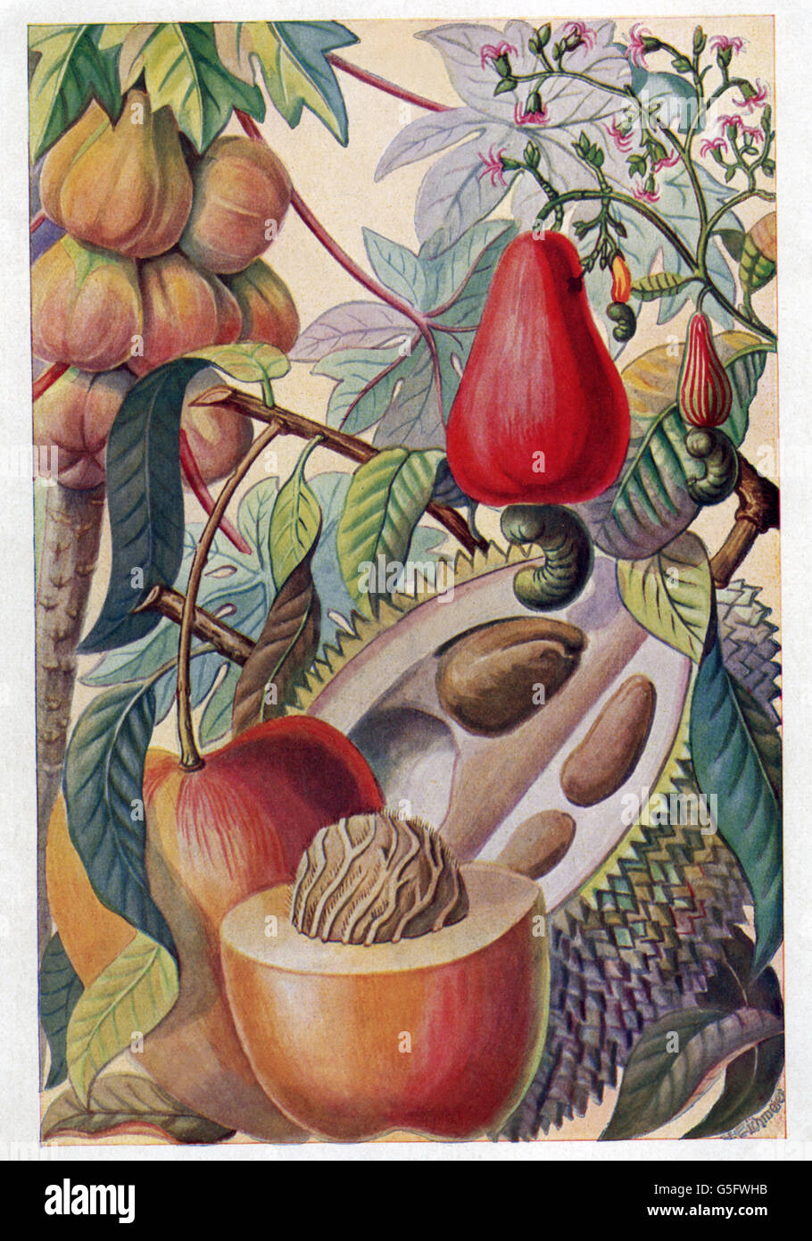 botany, fruit, tropical fruits: papaya, Cachou fruit or Anacarde, mango, durian fruit, colour printing after watercolour, early 20th century, cachou, durian, plant, plants, historic, historical, 1900s, 1910s, Additional-Rights-Clearences-Not Available Stock Photo