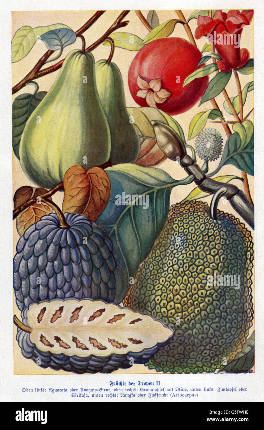 botany, fruit, tropical fruits: Aguacata or Avogato-Birne, pomegranate, cherimoya or Sirikaja, Nangka or Jackfruit, colour printing after watercolour, early 20th century, fruit, fruit, plant, plants, historic, historical, 1900s, 1910s, Additional-Rights-Clearences-Not Available Stock Photo