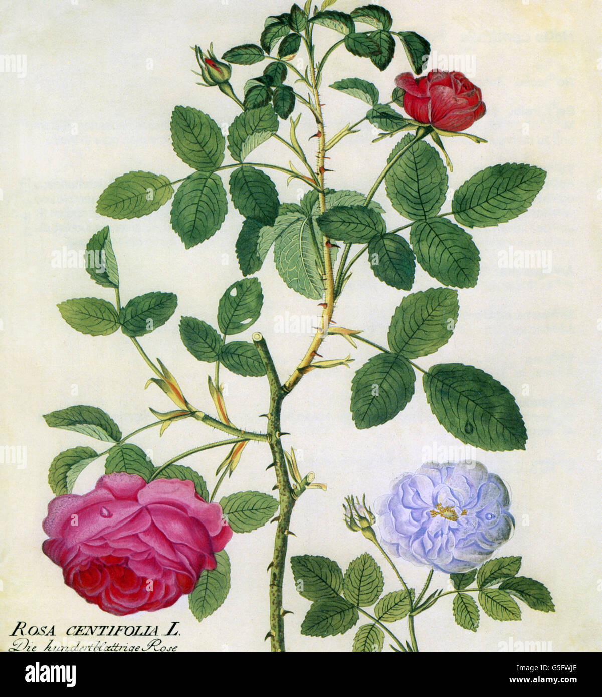 botany, flowers, roses (Rosae), Provence rose (Rosa centifolia L.), branch, leaves, blossom, coloured engraving, 19th century, flower, leaf, blossoms, plant, plants, historic, historical, Additional-Rights-Clearences-Not Available Stock Photo