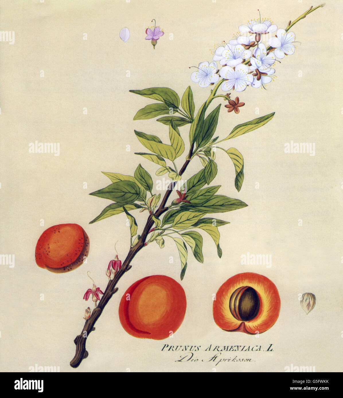botany, fruit, apricot (Prunus Armeniaca), blossom, fruit, leaves, coloured engraving, 19th century, cross-section, apricots, branch, stone fruit, historic, historical, Additional-Rights-Clearences-Not Available Stock Photo