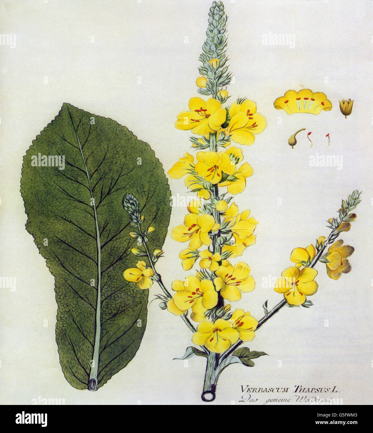 botany, blossom, small-flowered mullein (Verbascum Thapsus), blossom and leaf, coloured engraving, 19th century, common mullein, flannelleaf, flannelplant, great mullein, plant, plants, historic, historical, Additional-Rights-Clearences-Not Available Stock Photo
