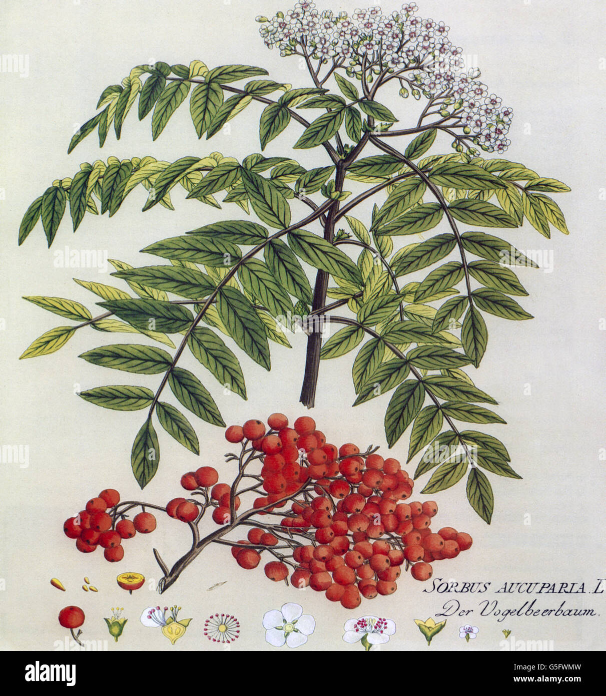 botany, trees, mountain ash (Sorbus aucuparia L.), blossoms, leaves, fruit, coloured engraving, 19th century, rowan berry, rowan berries, forage plant, Rosaceae, medicinal plant, blossom, leaf, plant, plants, historic, historical, Additional-Rights-Clearences-Not Available Stock Photo
