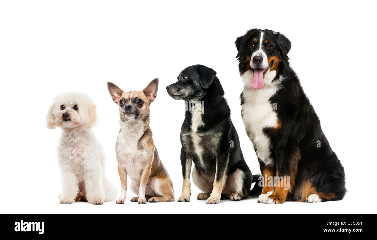 Group of dogs in front of a white background Stock Photo - Alamy