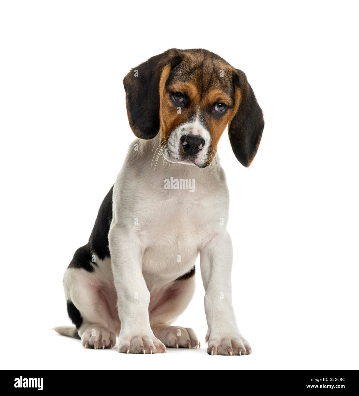Sulking Beagle in front of white background Stock Photo