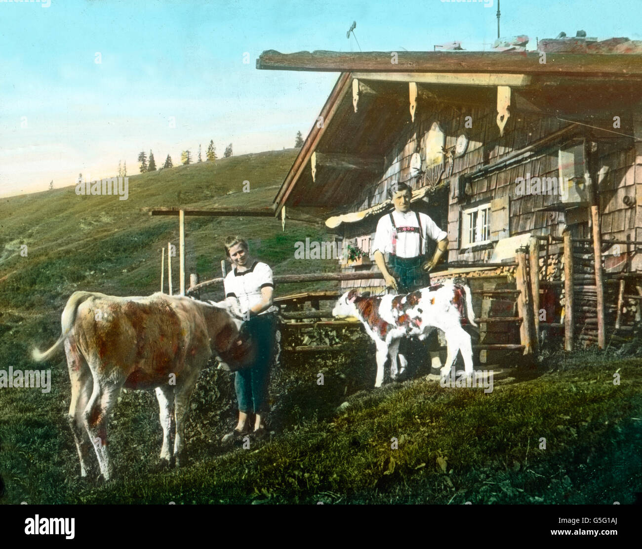 Auf der Alm. Cattle herders at a mouontain meadow. Bavaria, history, historical, 1910s, 1920s, 20th century, archive, Carl Simon, hand coloured glass slide, mountain, meadow, green, landscape, man, girl, cattle, feeding, stable, hut Stock Photo