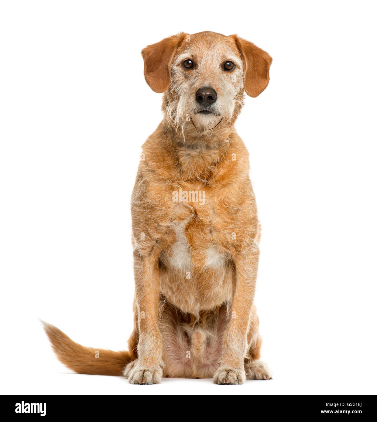 Crossbreed in front of white background Stock Photo - Alamy