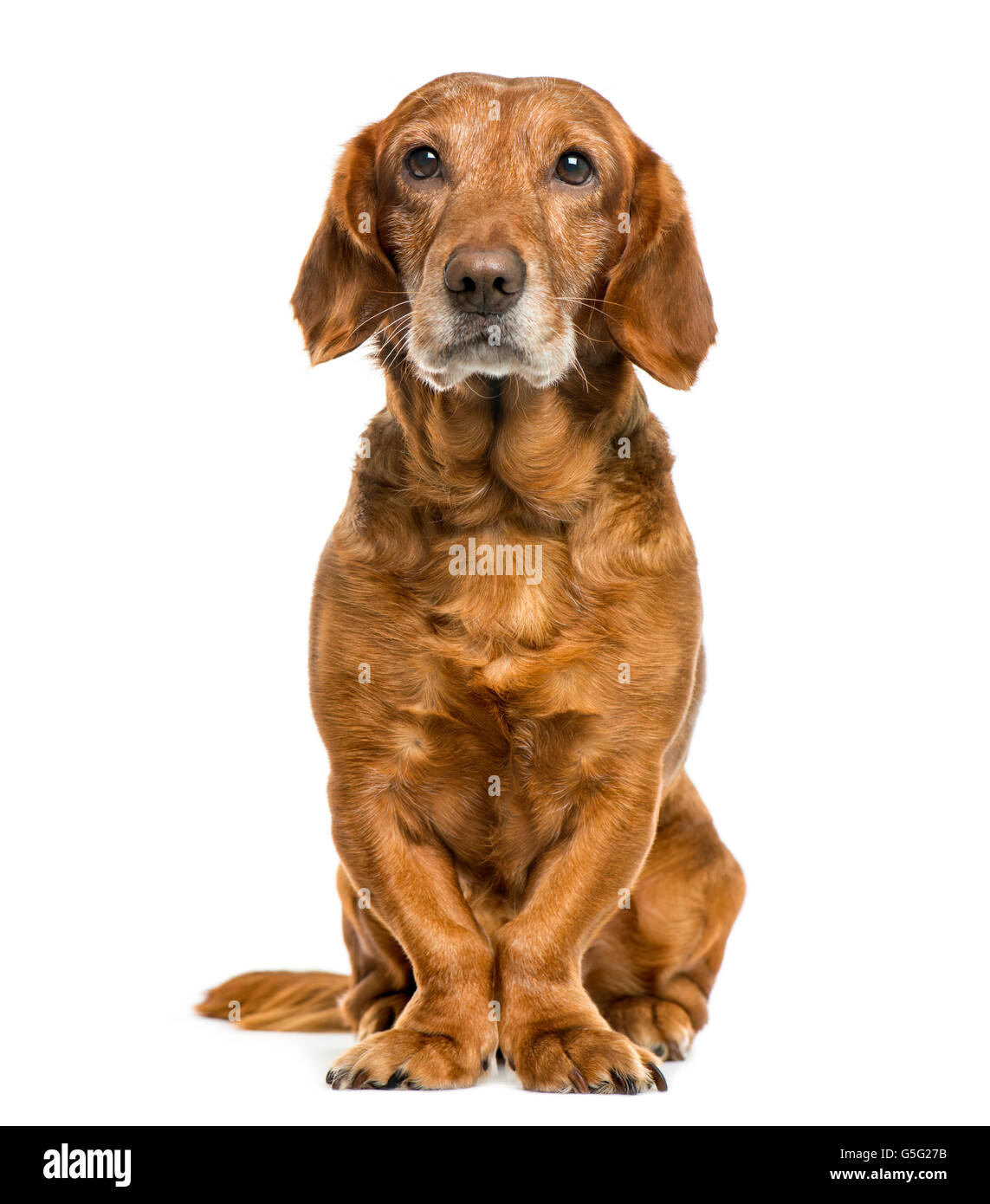 Crossbreed dog in front of white background Stock Photo - Alamy