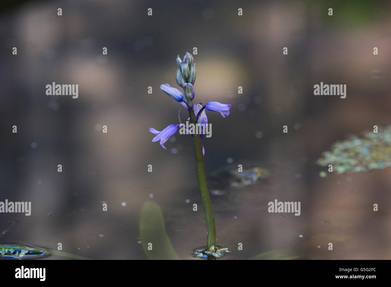 Bluebell reflected in the blurred, mirror-like water of a pond. Stock Photo