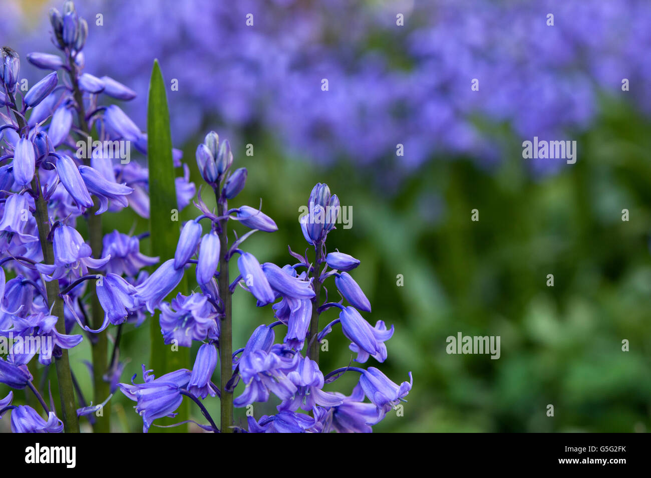 Bluebells aka Hyacinthoides, Endymion non-scriptus or Scilla non-scripta is a bulbous perennial plant Stock Photo