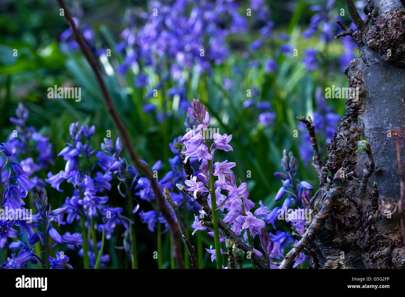 Bluebells aka Hyacinthoides, Endymion non-scriptus or Scilla non-scripta is a bulbous perennial plant Stock Photo
