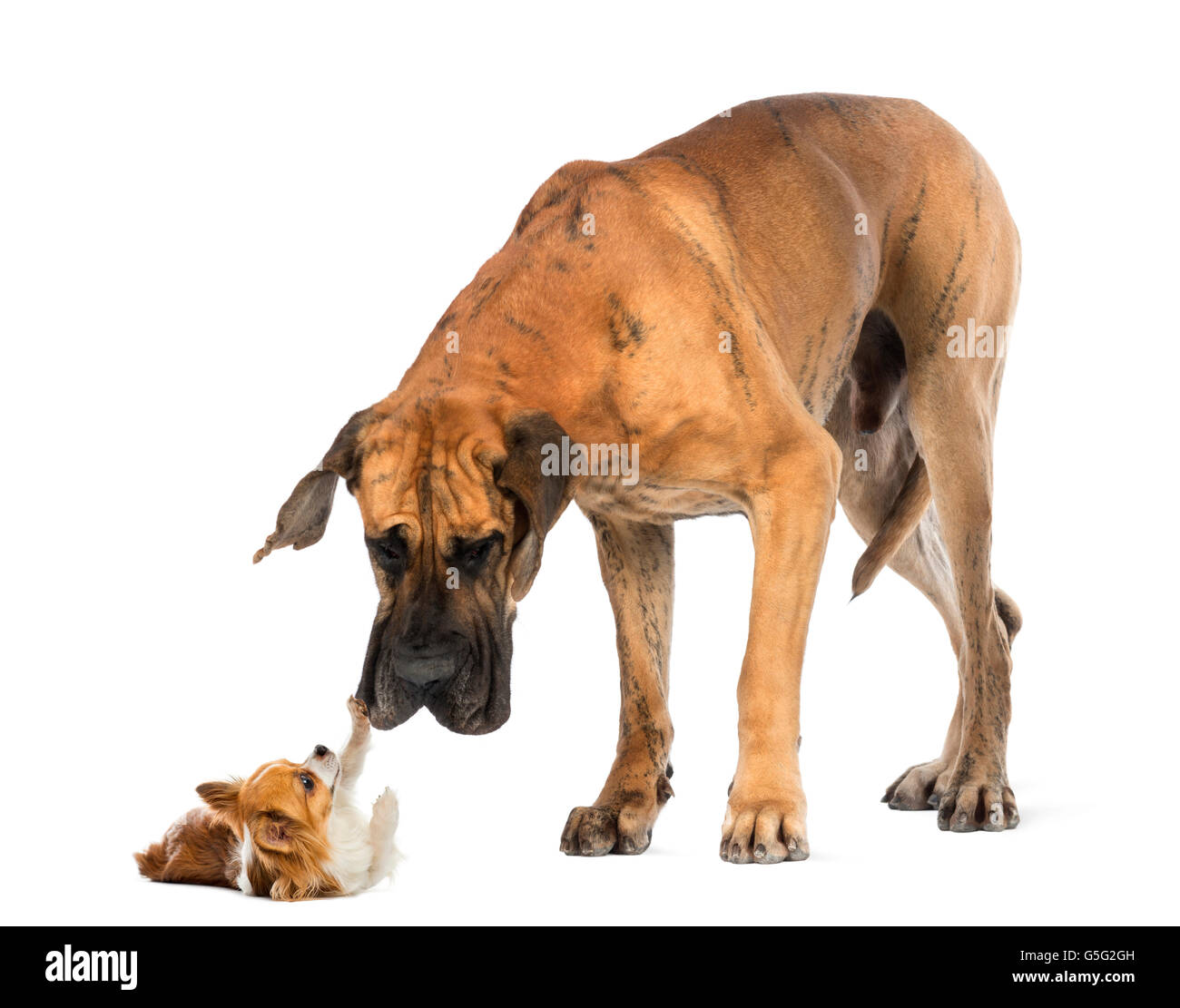Great dane looking at a Chihuahua in front of a white background Stock Photo