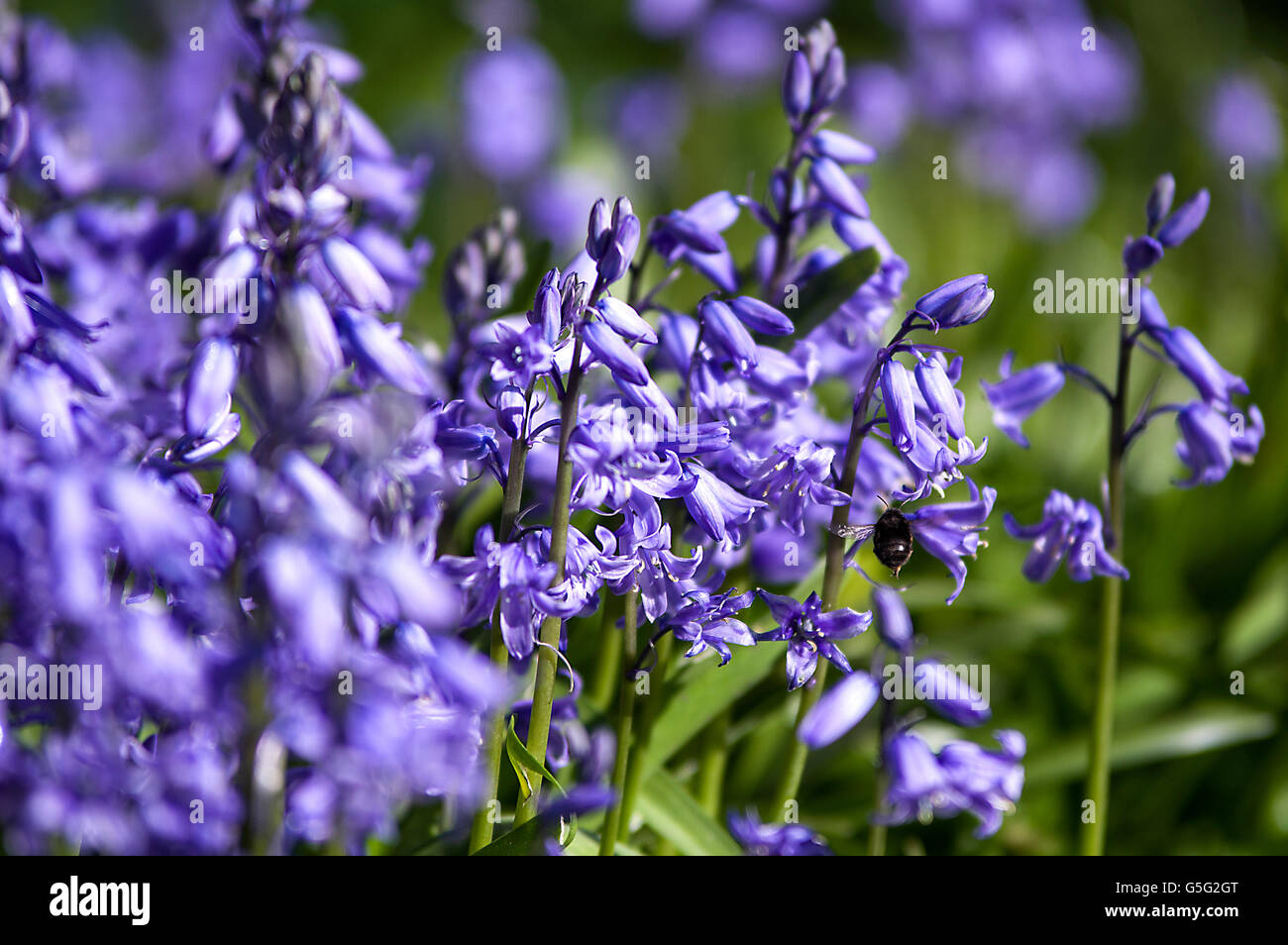 Bluebells aka Hyacinthoides, Endymion non-scriptus or Scilla non-scripta is a bulbous perennial plant Stock Photo
