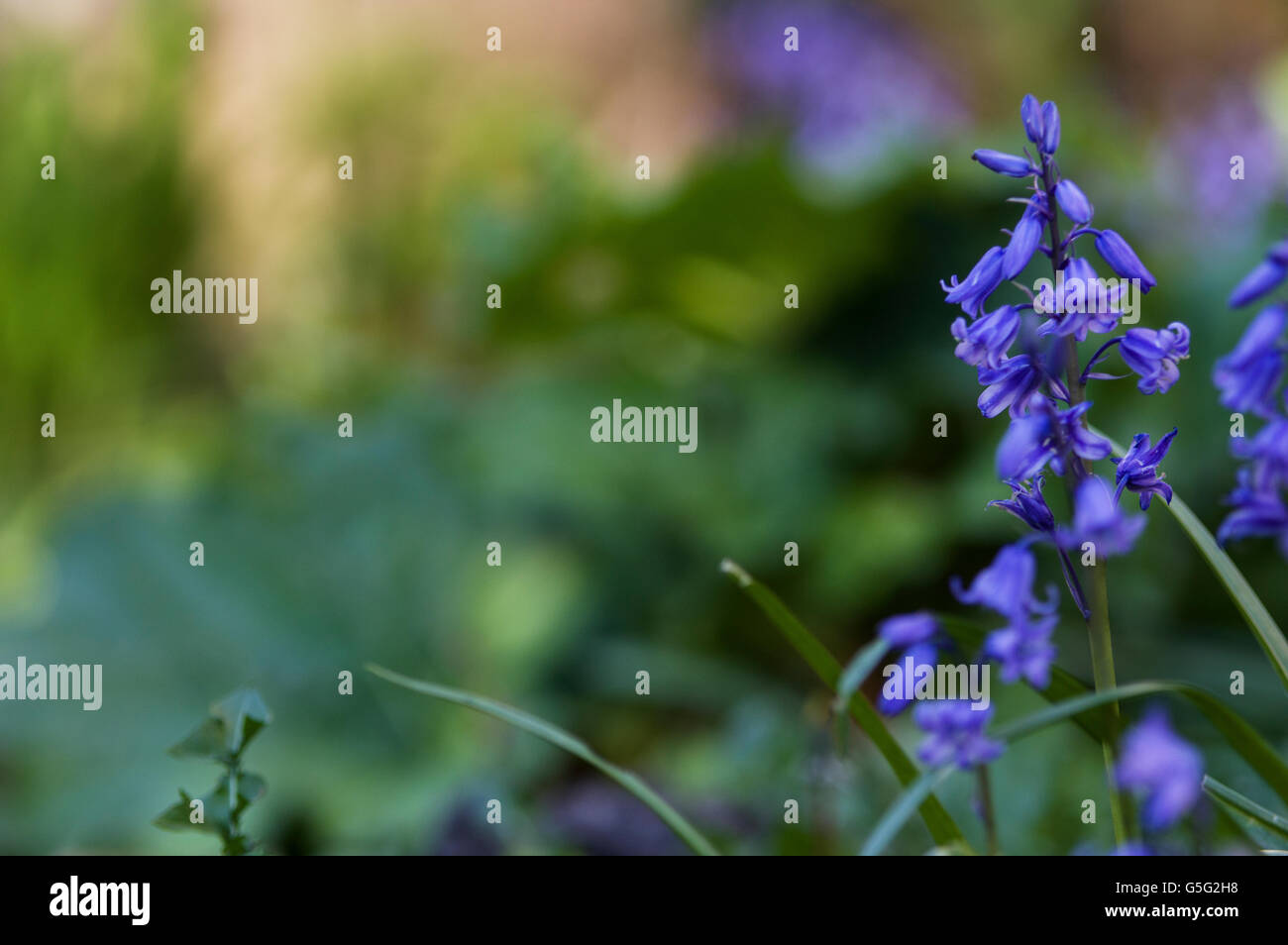 Bluebells aka Hyacinthoides, Endymion non-scriptus or Scilla non-scripta is a bulbous perennial plant Stock Photo