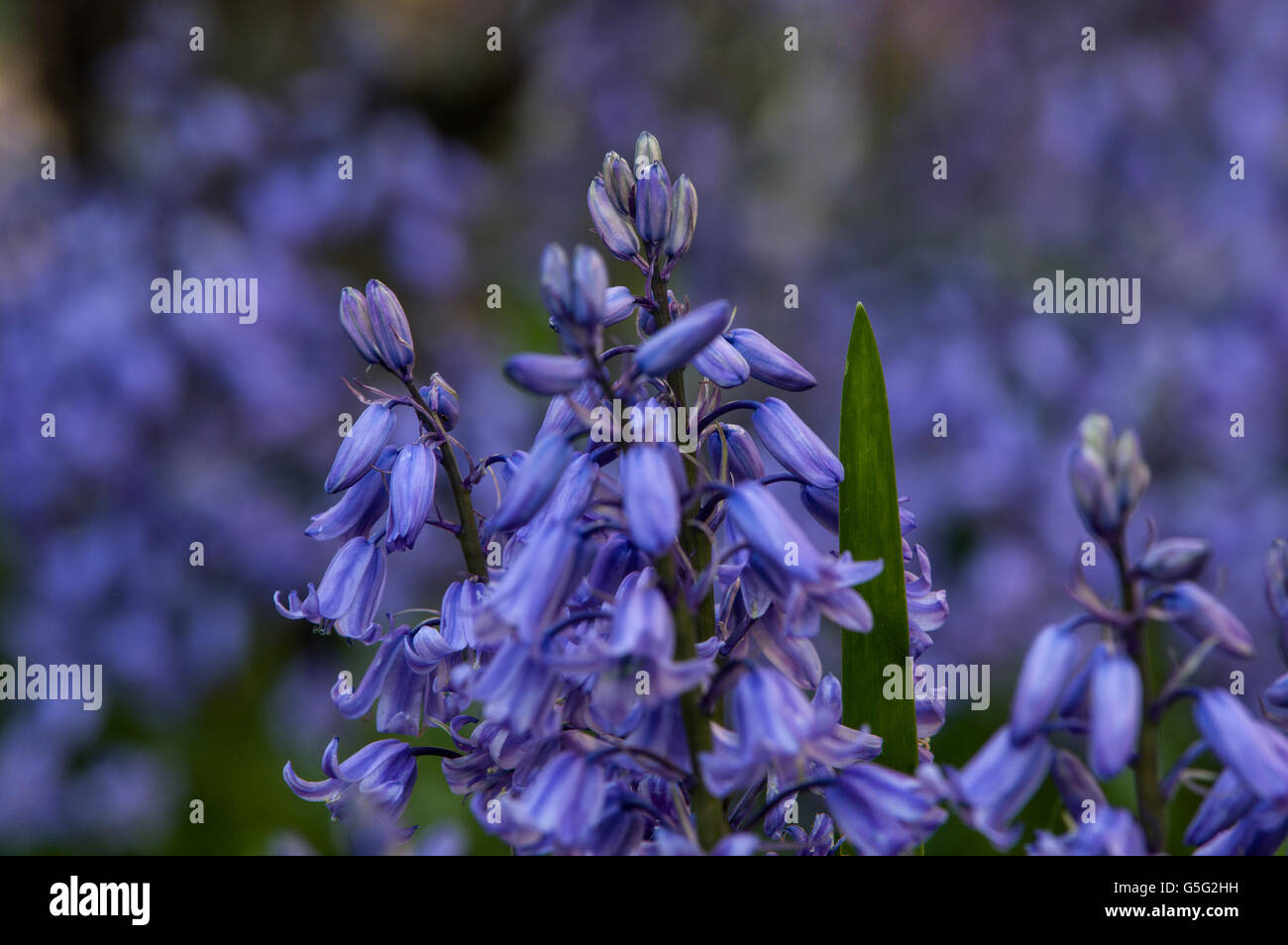 Bluebells aka Hyacinthoides, Endymion non-scriptus or Scilla non-scripta is a bulbous perennial plant Stock Photo