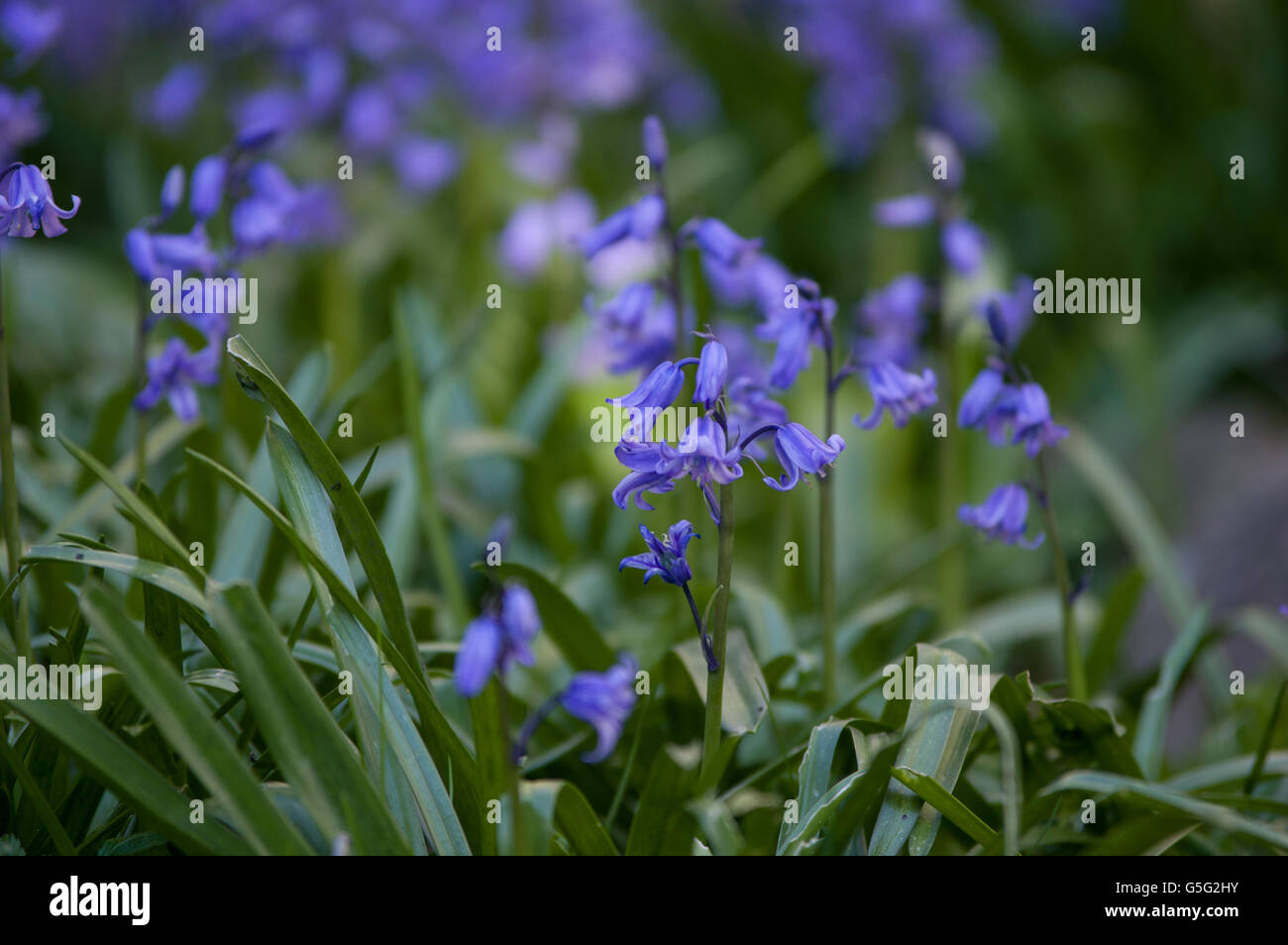 Bluebells aka Hyacinthoides, Endymion non-scriptus or Scilla non-scripta is a bulbous perennial plant Stock Photo