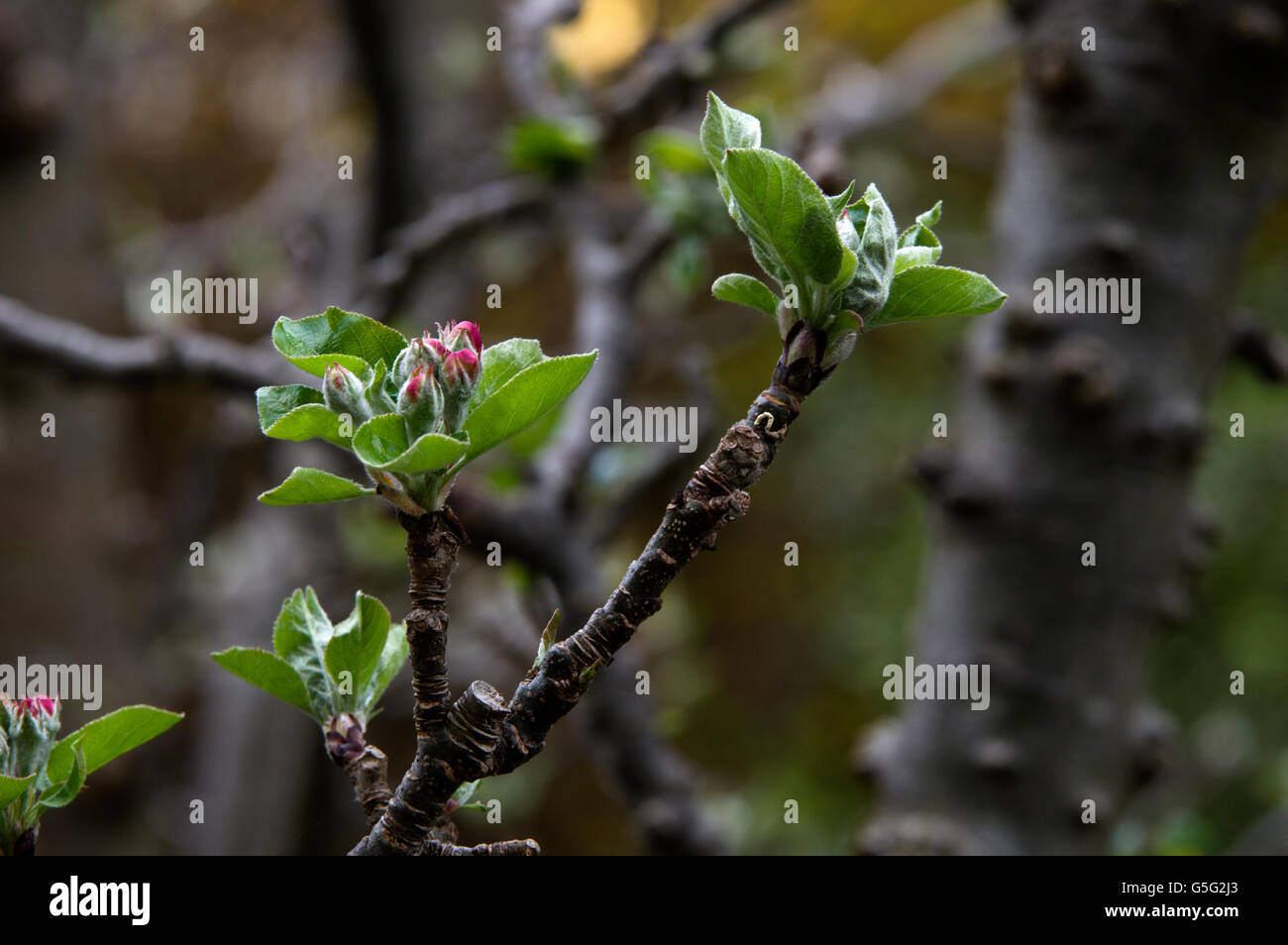 Close-up photo of apple blossoms, reddish pink flowers beginning to appear in the spring on a sunny day in London Stock Photo