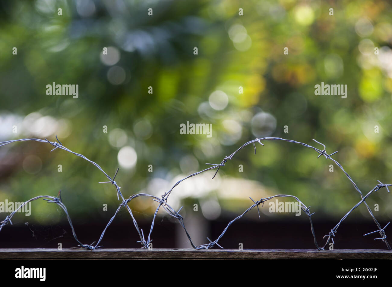 A coil of barbed wire atop a wooden fence Stock Photo