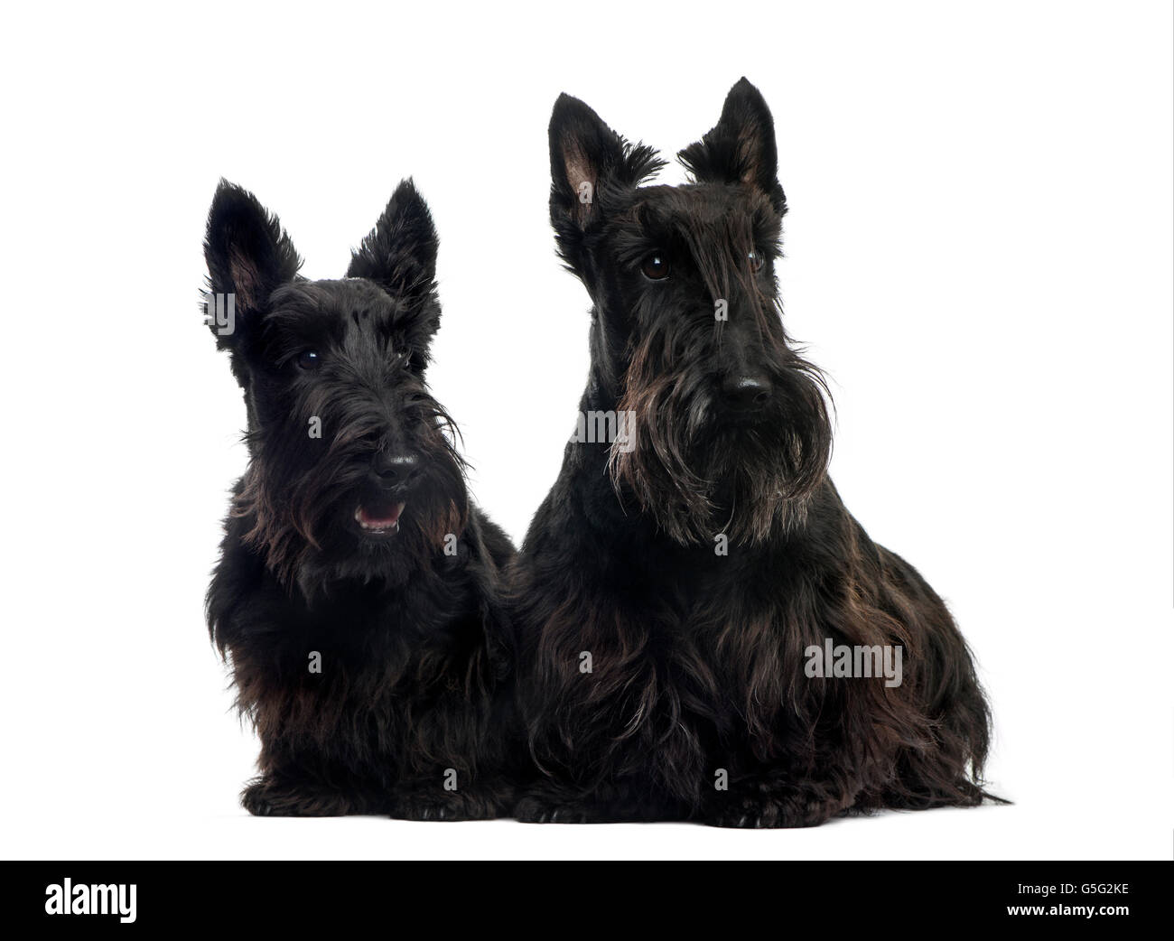 Two Scottish Terriers sitting in front of a white background Stock Photo