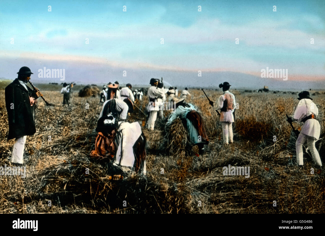 Ernte Auf Einem Feld In Rum nien Romanian Farm Workers Harvesting 
