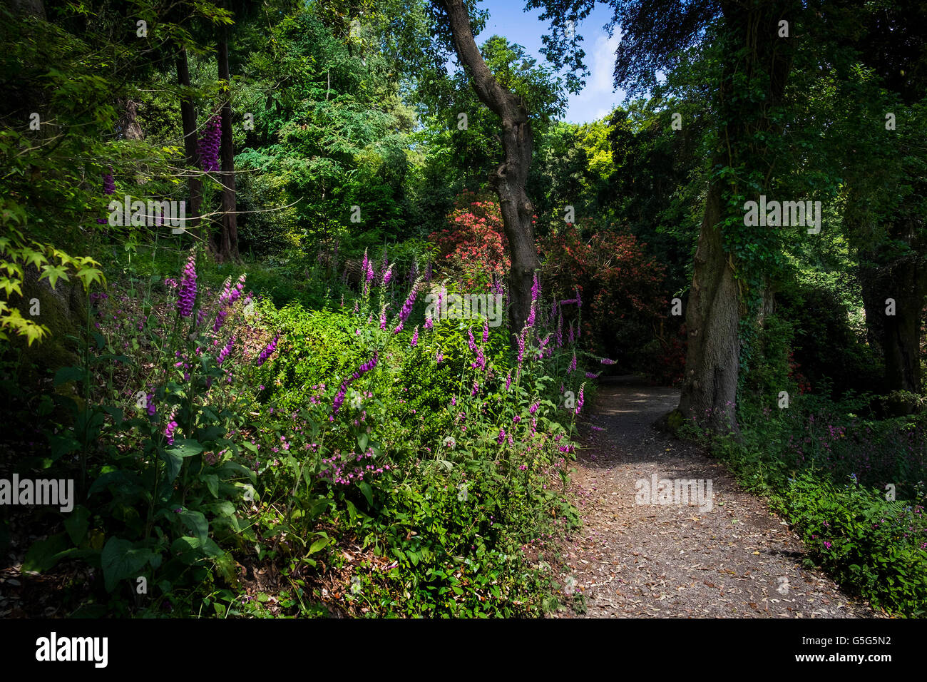 The picturesque sub-tropical Trebah Garden in Cornwall. Stock Photo