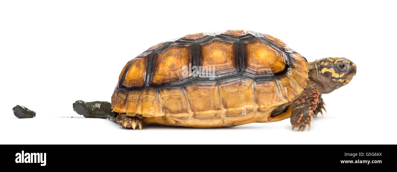 Red-footed tortoises (2 years old), Chelonoidis carbonaria,  pooping in front of a white background Stock Photo